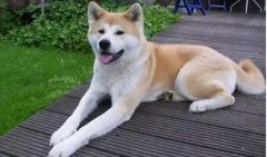 狗狗小知識(shí)，您知道多少？