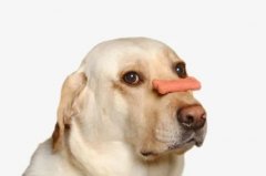 狗狗不愛吃飯的八大原因都在這里了！