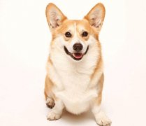 小型犬有非常特殊的需求需要特別照顧,你知道嗎？